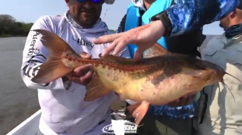 XXV Fiesta Provincial de la pesca del Armado y Fiesta del Chupín